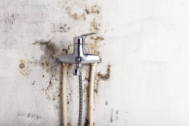 Best Residential Mold Remediation in The Hills, NJ