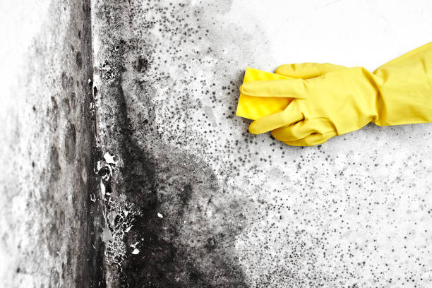 Best Mold Remediation for Specific Building Types in The Hills, NJ