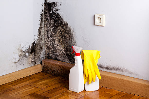 Best Basement Mold Remediation in The Hills, NJ