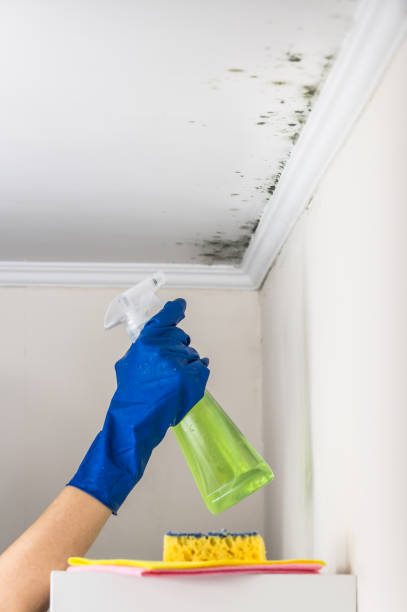 Best Health and Safety Mold Remediation in The Hills, NJ